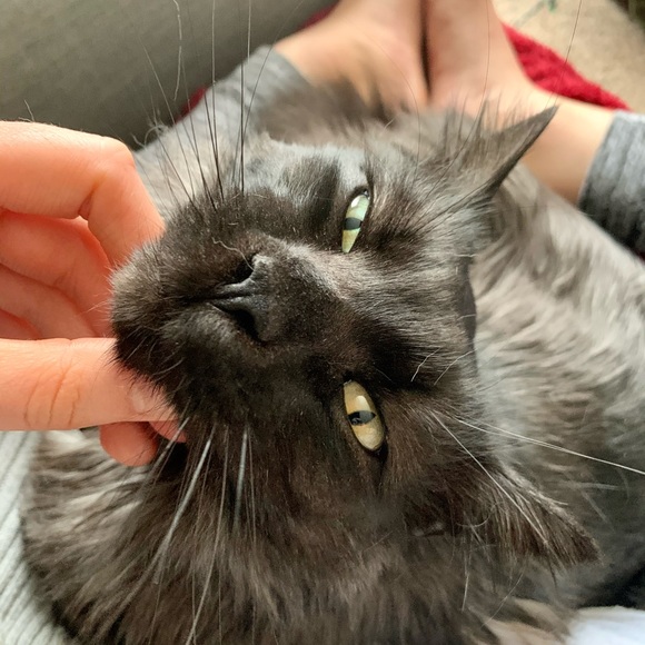 ibbybitty